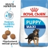 Royal Canin MAXI puppy 1